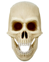 The vampire skull on white background. 3d rendering.