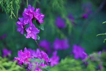 Bright flowers in the garden.