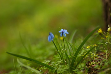 Bright flowers in the garden.