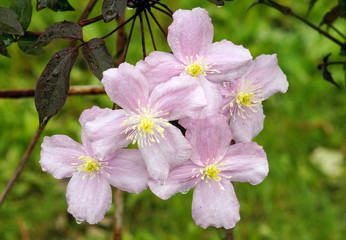 Big pink flowers of clematis montama with drops of water