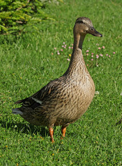 Cane Colvert