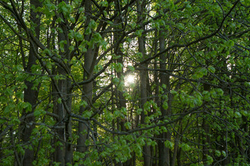 Fototapeta premium Sun seen through trees in a forest