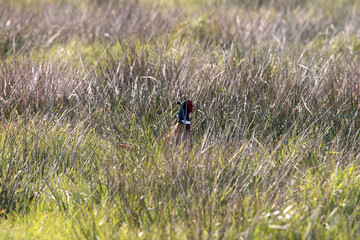 Fasan versteckt sich im Gras