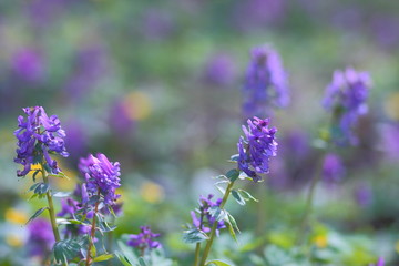 Bright flowers in the garden.