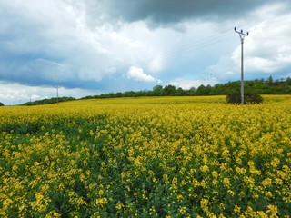 countryside landscape with canola oil field