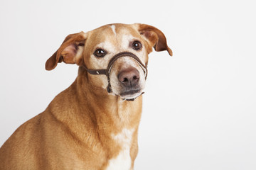 Brown dog with halter sitting on the white background. Animals training.
