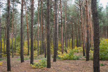 Autumnal coniferous forest mixed with shrubs