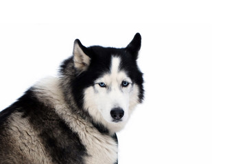 Portrait of Siberian Husky isolated. Looking dogs with blue eyes. The dog is hardy North.