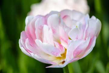 Closeup of a white tulip on green grass background