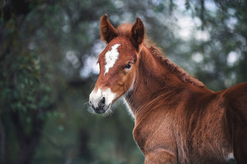 Portrait of a red foal