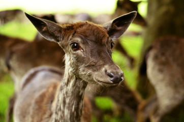 A fixed look of a young fallow deer