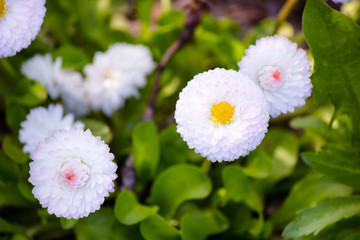 Many beautiful white bellis closeup on field © annetparadi