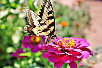 Butterfly