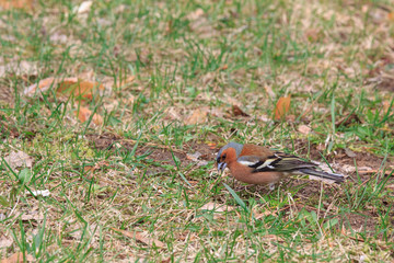 Chaffinch male standing on the surface, holding in its beak a beetle. Small beautiful migratory birds.