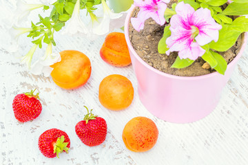 Red strawberry, orange apricots and petunia in a flowerpot, close-up