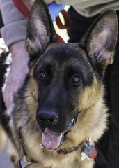 German shepard