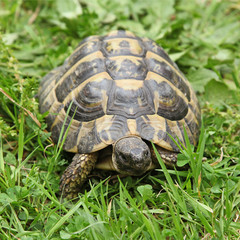 Tortue d'Hermann