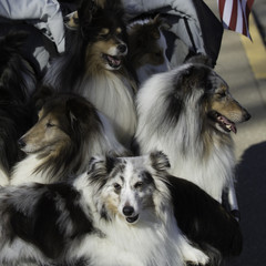 collie family