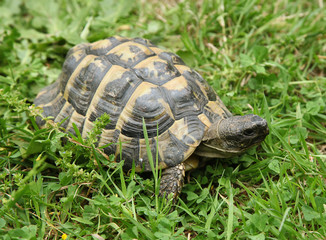 Tortue d'Hermann