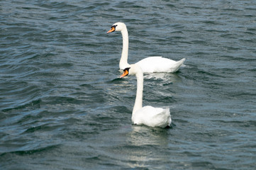 Obraz premium Schwäne auf einem See