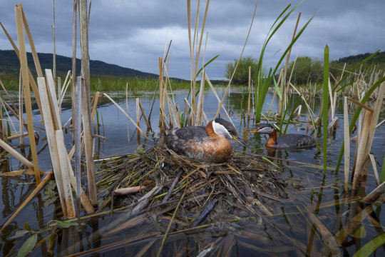 Red-necked grebe pair on nest