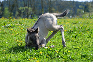 acrobatic foal, gray quarter horse foal trying to lay down in a funny way