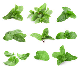 Fresh lemon balm leaves on white background