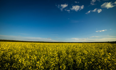 Rape meadow under blue sky,Golden rape field with cloudy sky,Yellow oilseed rape field,golden field of flowering rapeseed -brassica napus-plant for green energy and oil industry