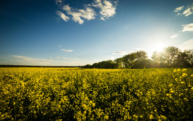 Obraz premium Rape meadow under blue sky,Golden rape field with cloudy sky,Yellow oilseed rape field,golden field of flowering rapeseed -brassica napus-plant for green energy and oil industry