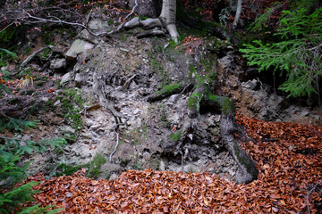 Tree roots in autumn forest