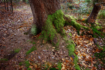 Moss on forest tree