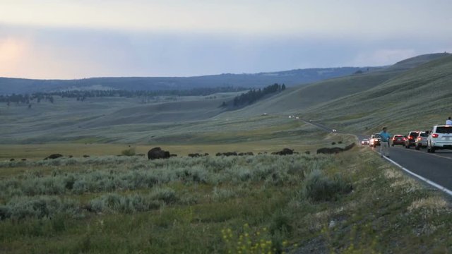 Herd of buffalo grazing on the side of the road in yellowstone