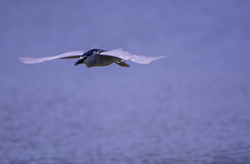 Night Heron