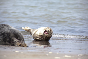Fototapeta premium Halichoerus grypus