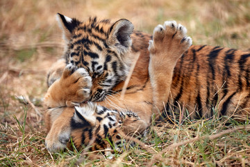 Cute little Tiger cubs playing in the grass