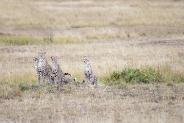 family of cheetahs considering a victim in the African savanna