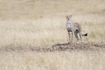 Cheetah looking out for the victim in the African savannah