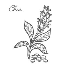 Chia seed plant, leaf, branch. Hand drawn engraved vector sketch etch illustration. Superfood for desserts. Nutrition, detox, omega tree, vitamin ingredient. Chia Black on white background