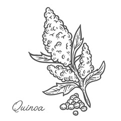Quinoa seed plant, leaf, branch. Hand drawn engraved vector sketch etch illustration. Superfood for desserts. Nutrition, detox, omega tree, vitamin ingredient. Quinoa Black on white background