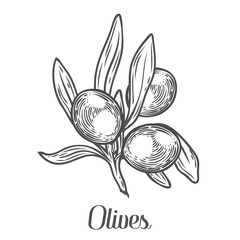 Olive branch with berry and leaf diet plant superfood ingredient. Natural organic hand drawn vector sketch engraved illustration. Olive black, green. Isolated on white background