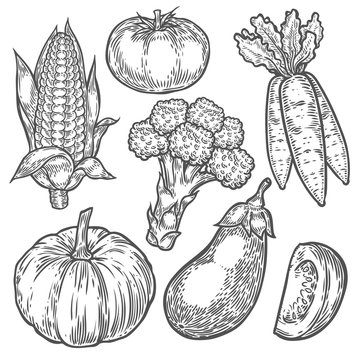 Farmers market badge. Monochrome vintage engraving organic vegetables, wheat and fruits sign isolated on white. Sketch vector hand drawn illustration. Pumpkin, tomato, broccoli, corn, eggplant, carrot