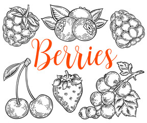 Berry Hand drawn vector set. Fruit botany illustration. Berries engraving doodle sketch etch line. Currant, raspberry, strawberry, blueberry, cherry on white background. Dessert ingredient