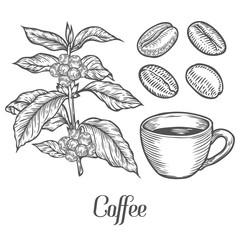 Coffee plant branch with leaf, berry, coffee bean, cup, seed. Natural organic caffeine. Green coffee, luwak. White on black background. Hand drawn sketch vector illustration coffe.