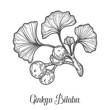 Ginkgo Biloba plant, leaf, branch, berry. Hand drawn engraved vector sketch etch illustration. Ingredient for hair and body care cream, lotion, treatment, moisture. Ginkgo Black on white background