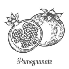 Pomegranate fruit, berry. Organic nutrition healthy food. Engraved hand drawn vintage retro vector Pomegranate engraving sketch etch illustration. Isolated on white background