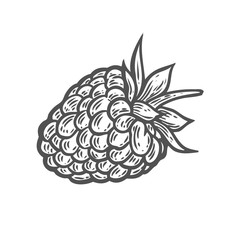 Raspberry fruit. Superfood organic berry. Hand drawn vector sketch engraved illustration. Black raspberry isolated on white background
