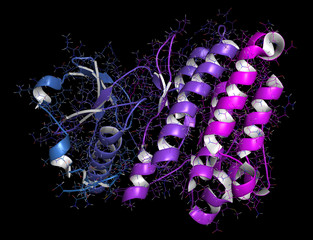 Anaplastic lymphoma kinase (ALK, tyrosine kinase domain) protein. Shown in complex with the inhibitor crizotinib. 3D rendering based on protein data bank entry 2xp2. - obrazy, fototapety, plakaty
