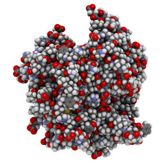B-cell activating factor (BAFF, extracellular domain fragment) protein. Cytokine that acts as B cell activator. Target of the monoclonal antibody drug belimumab. 