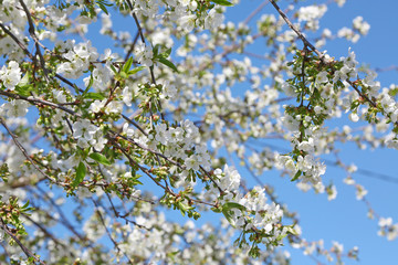 Tree with blooming flowers on blue sky background