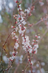 Tree branches with blooming flowers on blurred background